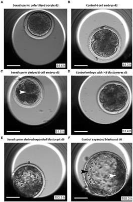 Application of imaging and spectroscopy techniques for grading of bovine embryos - a review